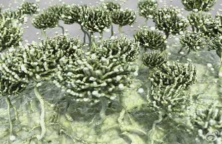 真菌毒素 真菌毒素